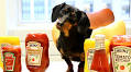 Crusoe, the 'spokeswiener' dachshund, is taking Super Bowl 2016 by storm
