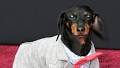So Sweet! The Always Adorable Crusoe the Celebrity Dachshund Is Your People's Choice Awards Animal Star of 2018