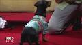 Crusoe the Celebrity Dachshund makes Tampa appearances