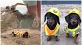 Two Determined Dachshunds Dig Out the Giant Container Ship That Was Blocking the Suez Canal