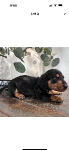 Please help me name him. : r/Dachshund