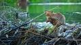 Why You Should Give A Dam About Beavers! : Short Wave