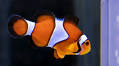 Want to know how fish see the world? Build them a TV…