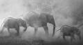 Dramatic Wildlife Photography: Tips for the Dusty Dry Season