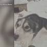 Woman charged following dozens of dogs found dead on private property