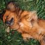 Outside/Inbox: Why do dogs like to roll in dead stuff?