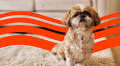 Cost of Owning a Shih Tzu (2025): Purchase, Vet Bills, and More