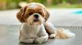 Shih Tzu's Hilarious Temper Tantrum After Being Given a Command Is a Whole Thing
