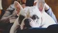 These Adorable Lap Dogs Were Basically Born to Snuggle