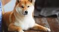 Top 22 Asian Dog Breeds (With Info & Pictures)