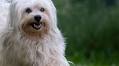 10 best hypoallergenic dog breeds that don't shed
