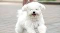 17 Teddy Bear Dogs Who Make the Best Companions