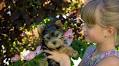 17 Best Small Dog Breeds For Families With Kids