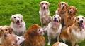 Family who wanted one puppy now lives with thirteen fully-grown Golden Retrievers