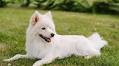20 Pomeranian Mixes (With Pictures)