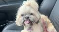 Emotional support dog stolen from family's yard captured on surveillance