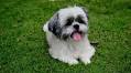 Best Pill Pockets for Shih Tzus