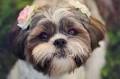 9 Mistakes New Shih Tzu Owners Make (And How to Avoid Them)