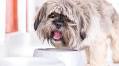 8 Best Puppy Foods for Shih Tzus in 2025 – Reviews & Top Picks