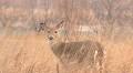 2 Michigan hunters die of heart attacks while hauling away heavy deer
