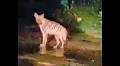 Maharashtra: Hyena seen in Raigad, villagers put on alert
