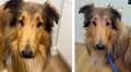 Furry Friday: Meet Aspen, a Gentle Soul Healing from Hardship