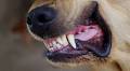 Dog trainer warns of 1 dog breed more likely to 'bite children'
