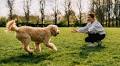 Four simple things you should do with your pet 'every day' to avoid 'problem behaviours'