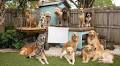 Dog trainer names three best breeds including the 'king of all canines'