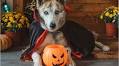 Halloween Safety Tips for Pets from LA Animal Services