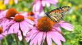 Enjoy an evening stroll with Hilltop Arboretum’s upcoming Sip and Flutter event
