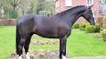 Hunters, eq horses, young talents, and experienced jumpers in April collection of Dutch Horse Trading