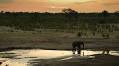 Zimbabwe activists bid to stop alleged plan to export 35 baby elephants