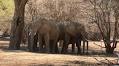 Zimbabwe NGO Sues Gov't Over Alleged Planned Export of Elephants to China
