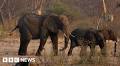 Drought-hit Zimbabwe 'sells young elephants overseas'