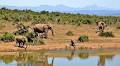 Zimbabwe: Animal Rights Group in 600km Fundraising March for Zim Starving Animals
