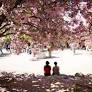 South Korea’s Cherry Blossoms Attract a Connoisseur: The Japanese