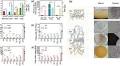 Insights into the special physiology of Mortierella alpina cultured by agar supported solid state fermentation in enhancing arachidonic acid enriched lipid production