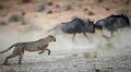 How to plan a South African safari