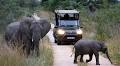 I found the secret to African safari success