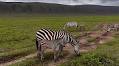 Insight: Alfred's Tanzania