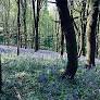 Edinburgh AI firm develops machine learning tool to accelerate woodland monitoring