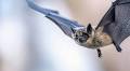 The truth about bats with Eric Wolf