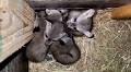 Voting open to name Zoo Knoxville’s new red wolf pups, bat-eared fox kits