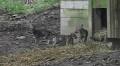 Tennessee zoo announces names for new red wolves, bat-eared foxes