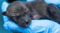 Zoo Knoxville wants you to name their new red wolf pups and bat-eared fox kits