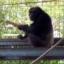 Chimpanzee’s Drum Solo Offers Clues to Origins of Music