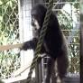 Chimpanzees’ Drumming Sequences Show How Musical Instruments May Have Evolved From Song