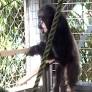 Chimpanzees can be multitalented musicians