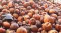 Pomegranate Harvest Spoiled Due to Blocked Trade Routes with Pakistan